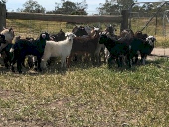 Goats Mixed Sex