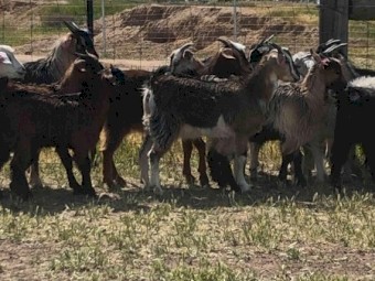 Goats Mixed Sex