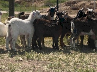 Goats Mixed Sex