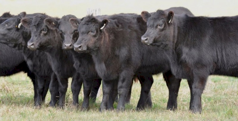 WANTED Cattle Agistment