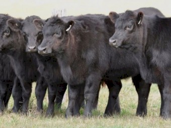 WANTED Cattle Agistment