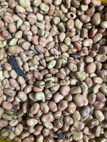 45mt Fiesta Faba Beans