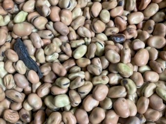 45mt Fiesta Faba Beans