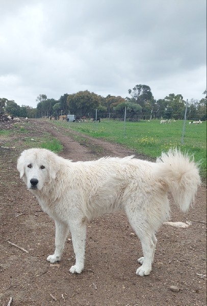 MAREMMA SHEEPDOG MALE