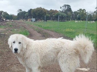 MAREMMA SHEEPDOG MALE