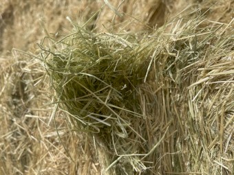 200mt Teff Grass Seed Hay