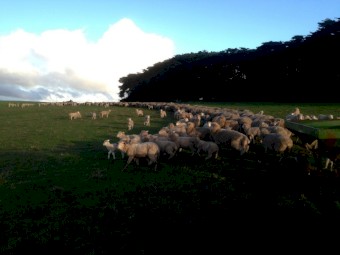 WANTED Lease Property