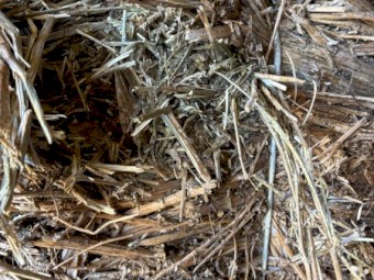 100mt Canola Hay 8x4x3 Bales