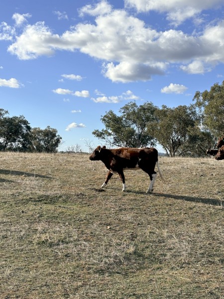 WANTED Cattle Agistment/Lease