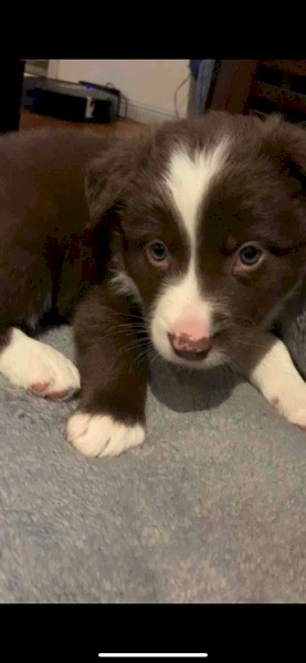 Border Collie Pups