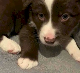 Border Collie Pups