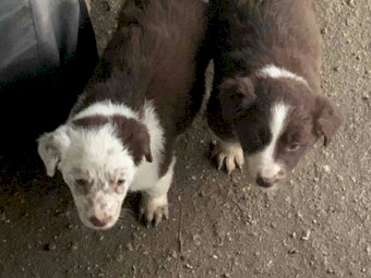 Border Collie Pups
