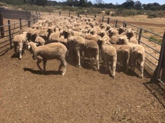 145 Merino ewe lambs