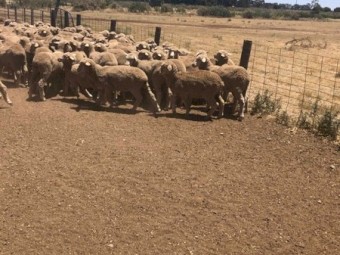 145 Merino ewe lambs