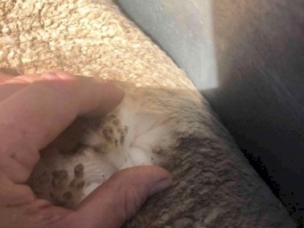 145 Merino ewe lambs