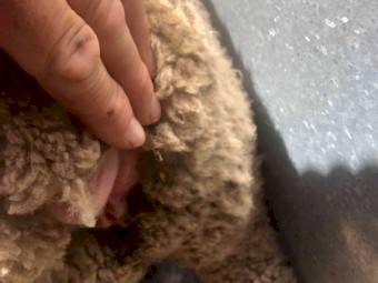 145 Merino ewe lambs