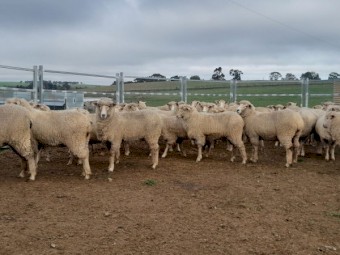1st Cross ewes