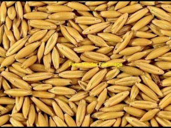 50mt Feed Oats