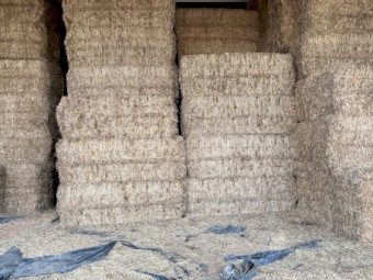 45mt Vetch Hay 600-640kg 8x4x3 Bales