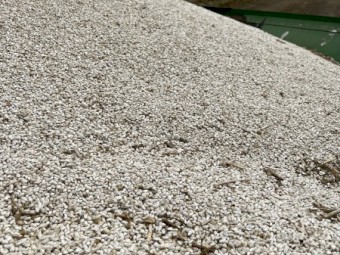 15000kg Safflower Seed