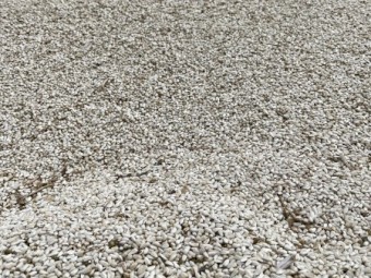 15000kg Safflower Seed