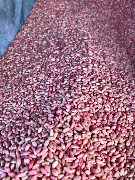 Dual Purpose Wheat Seed