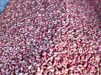 Dual Purpose Wheat Seed