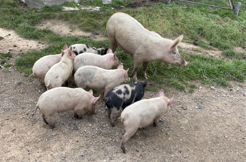 Pigs and piglets