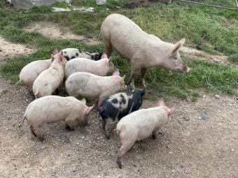 Pigs and piglets