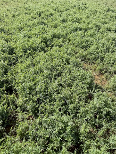 EOI Vetch Hay 8x4x3 Bales