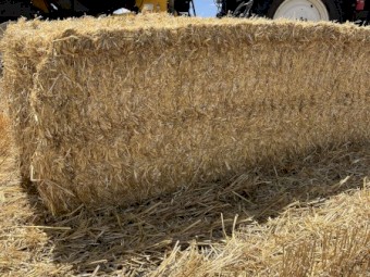 Barley Straw