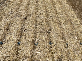 Barley Straw