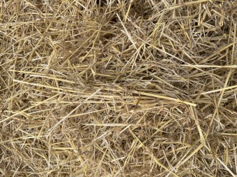 Barley Straw