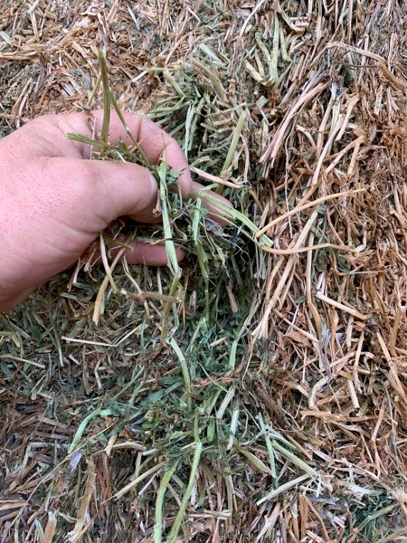 2020 Vetch Hay 620kg 8x4x3 Bales