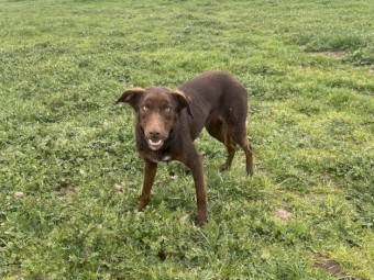 Homebrook Trim - Started WKC kelpie 